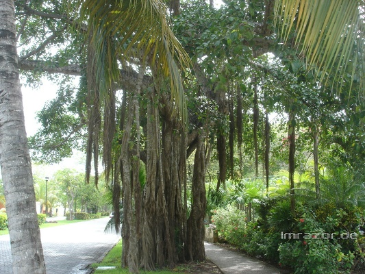 playa del carmen002