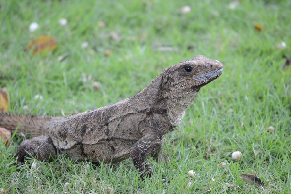 leguan