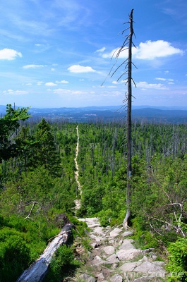 Lusen Juli2013 043