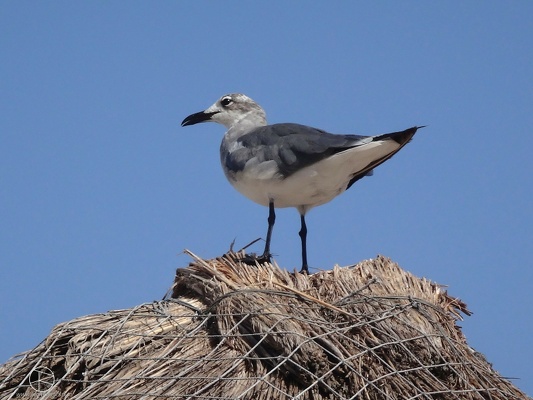 Hochzeitsreise Mexiko2014 0644