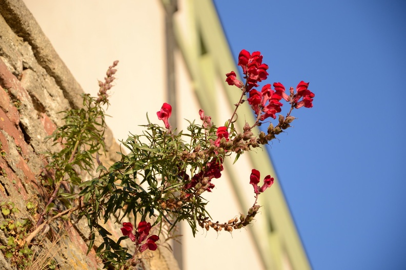 Innpromenade_Passau_6.jpg