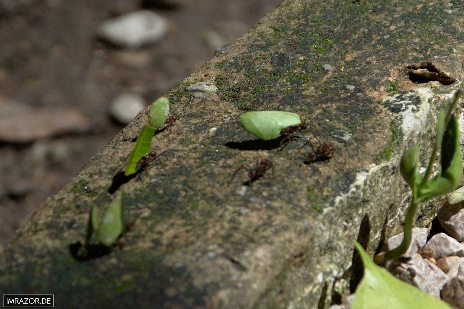 Palenque - Blattschneideameisen