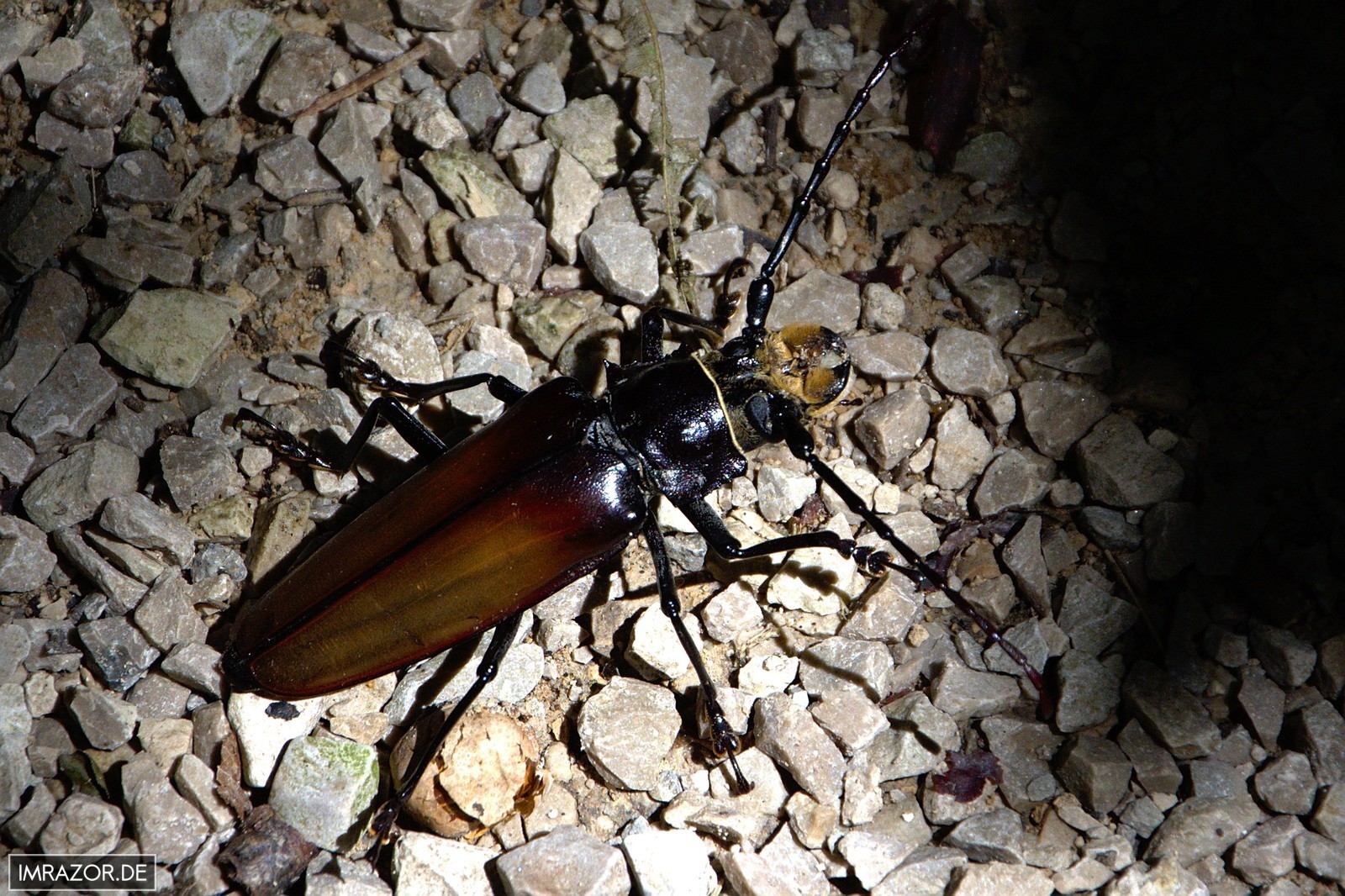 Palenque - Käfer