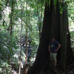 Palenque - Regenwald