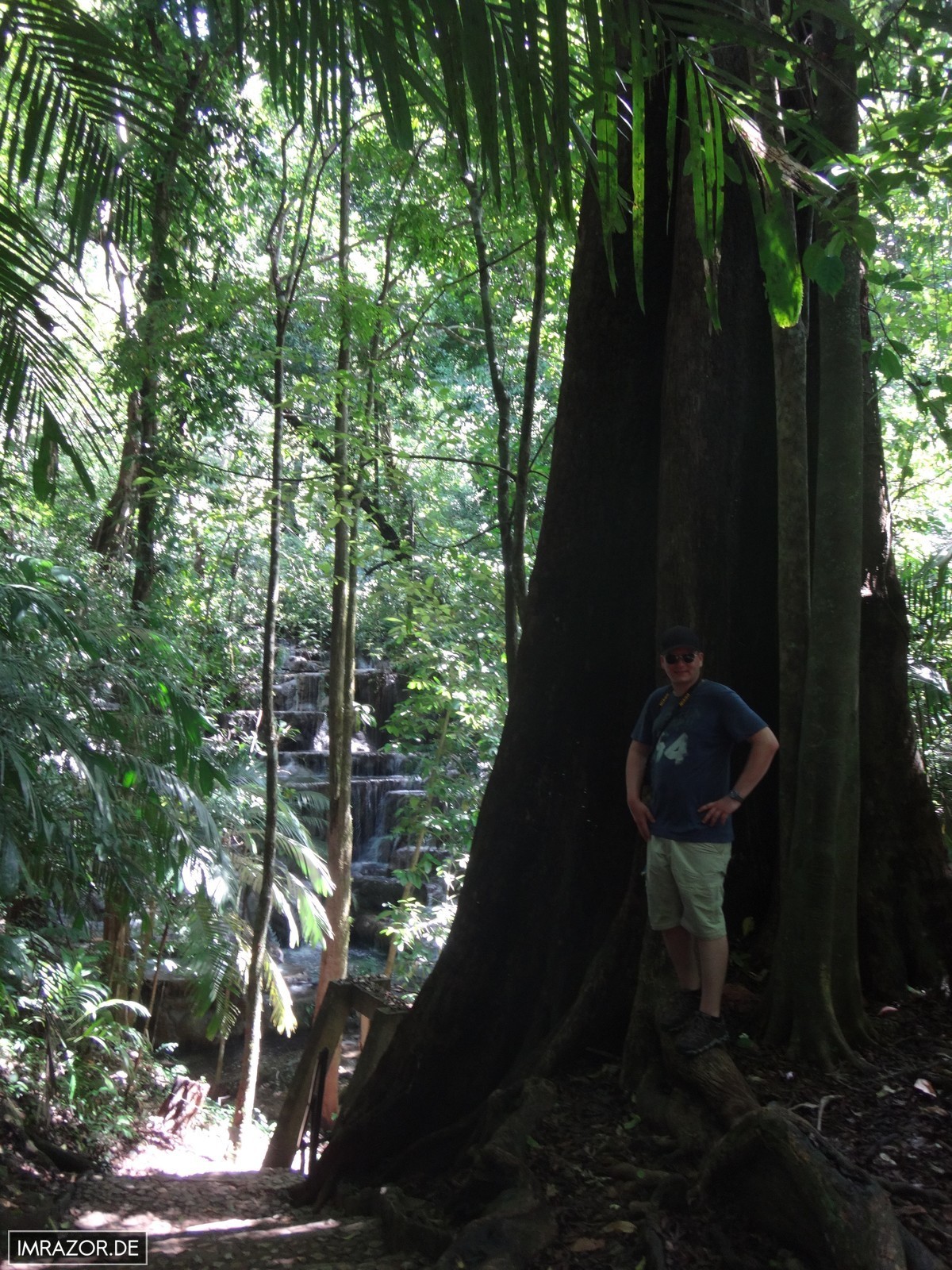 Palenque - Regenwald