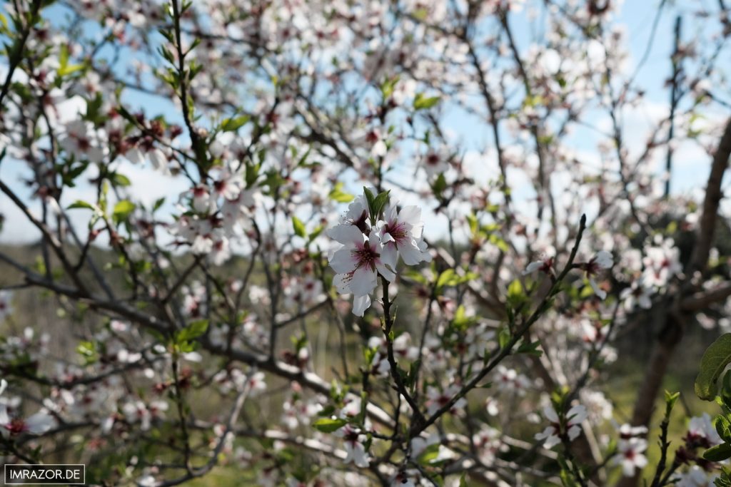 Die Mandelblüte: Der Anblick, aber auch der Geruch beeindruckt!