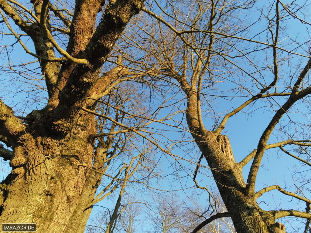 90° Aufnahme nach oben unter Bäumen (unbearbeitet)